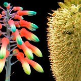 ALOE sensu lato incl. Lomatophyllum (Xanthorrhoeaceae)